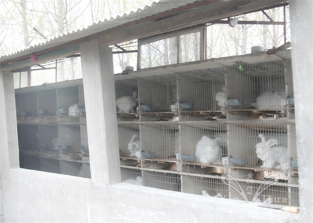 長(zhǎng)毛種兔