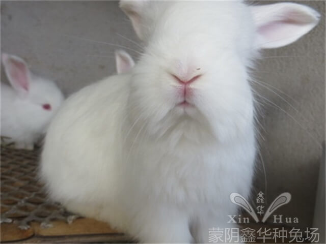 長(zhǎng)毛兔養(yǎng)殖