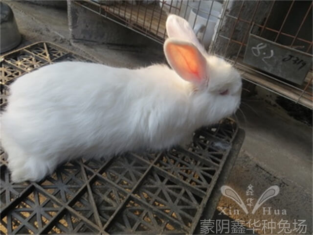 長(zhǎng)毛兔養(yǎng)殖