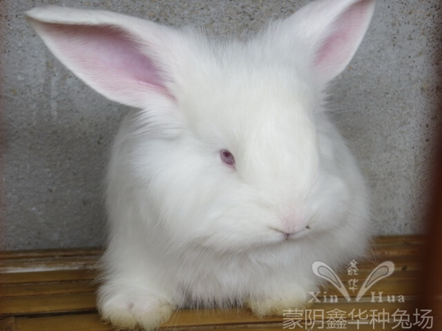 長(zhǎng)毛兔養(yǎng)殖