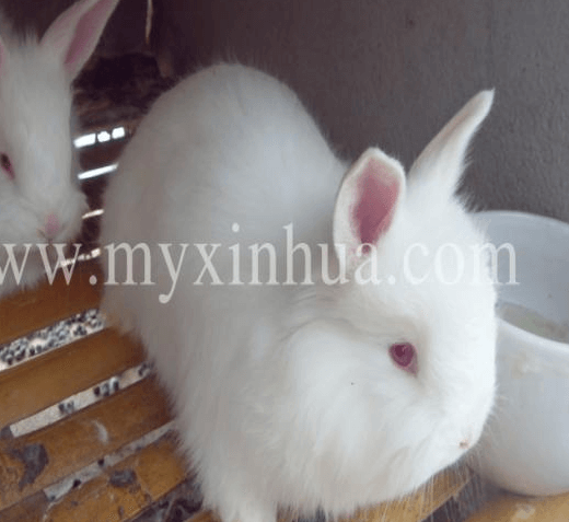 長(zhǎng)毛兔養(yǎng)殖對(duì)光的嚴(yán)格要求？