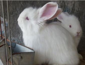 養(yǎng)安哥拉兔利潤大嗎？