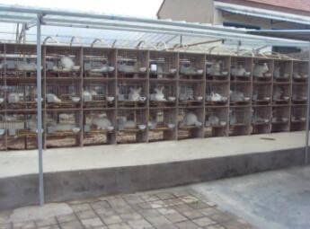 蒙陰長(zhǎng)毛兔屁股周圍的毛發(fā)必須經(jīng)常清洗