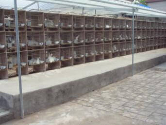 用青飼料喂養(yǎng)長(zhǎng)毛兔，有利于長(zhǎng)毛兔的生長(zhǎng)和繁殖