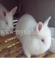 巨型安哥拉兔掉毛嗎？