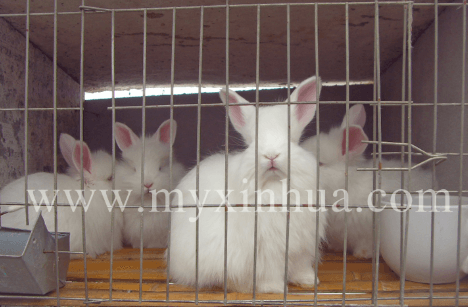 長(zhǎng)毛兔養(yǎng)殖過程中需要注意的細(xì)節(jié)