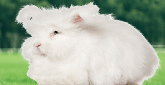 2020年長(zhǎng)毛兔行情:現(xiàn)在兔毛是多少