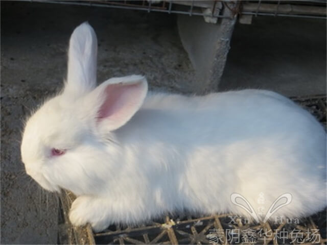 安哥拉兔吐毛球前的征兆？