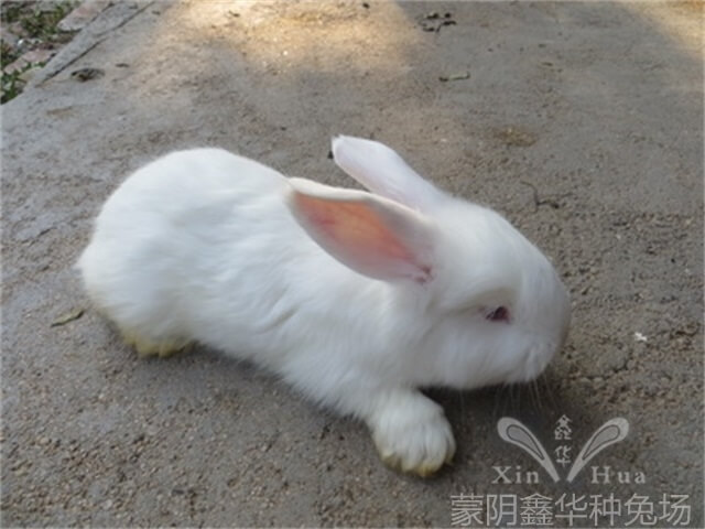 安哥拉長毛兔剪毛的方法及流程！