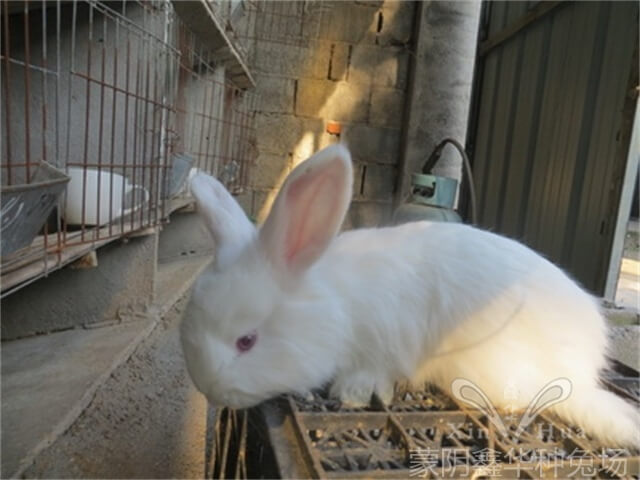 減少兔飼料浪費(fèi)的方法有哪些？