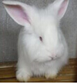 養(yǎng)兔子需具備的基本技能—臨床診斷方法一