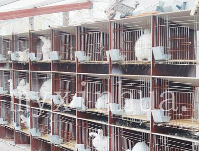 長(zhǎng)毛兔日常管理七要點(diǎn)