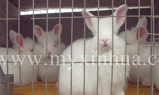 長(zhǎng)毛兔養(yǎng)殖增效措施有哪些？