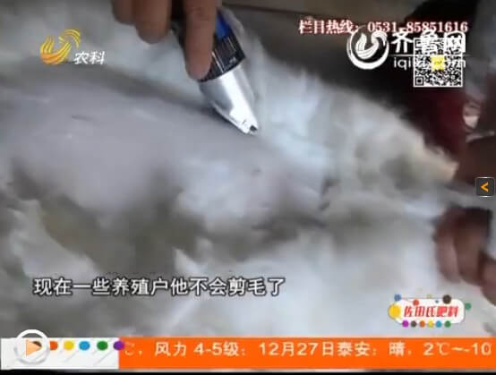 農(nóng)村安哥拉兔的繁殖技術(shù)關乎很多事項