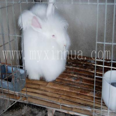 兔舍怎么建造對(duì)兔子養(yǎng)殖好呢？