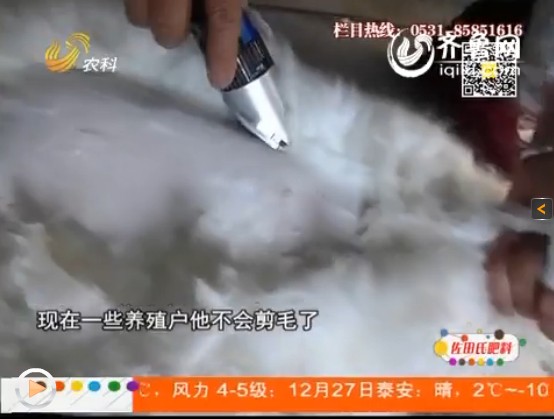 養(yǎng)殖長毛兔期間，防疫事項要做好！