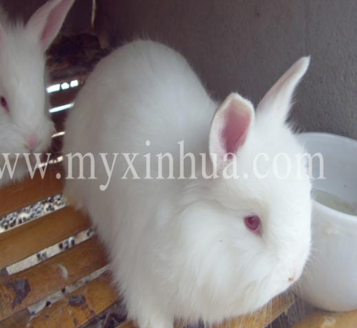 長毛兔的科學飼養(yǎng)方法
