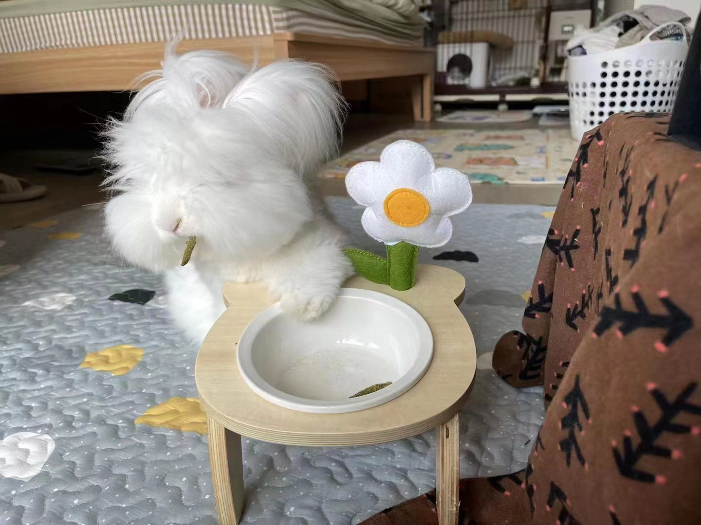 養(yǎng)長毛兔顯著的優(yōu)勢有什么？