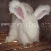 長(zhǎng)毛兔