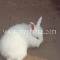 營(yíng)長(zhǎng)毛兔養(yǎng)攝入不足會(huì)影響生長(zhǎng)發(fā)育