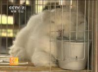 飼料粗纖維含量高有助于兔消化機(jī)能的運(yùn)動(dòng)