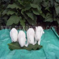 長(zhǎng)毛兔 長(zhǎng)毛兔