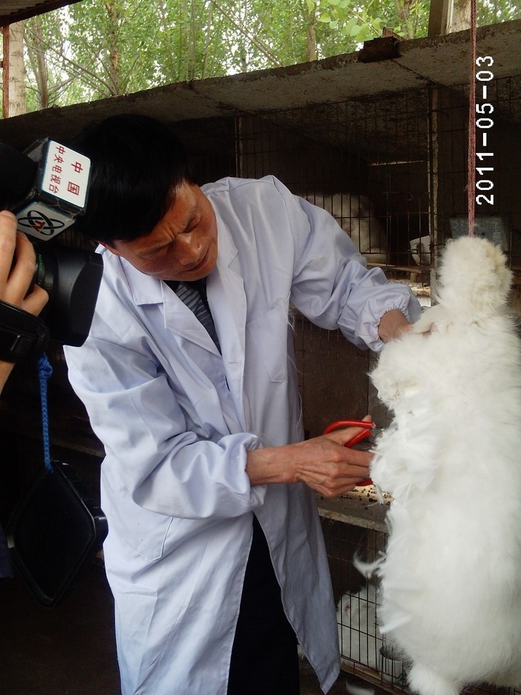 電視臺現(xiàn)場采訪山東省蒙陰鑫華種兔場廠長公為迎