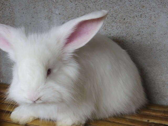 長(zhǎng)毛兔的生物習(xí)性是怎么樣的？