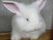 長毛兔出現(xiàn)拉稀現(xiàn)象是什么原因？