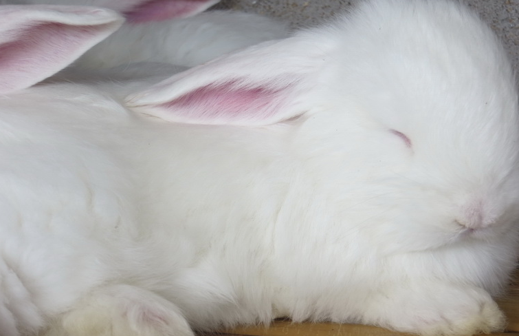 長毛兔拔毛留意事項(xiàng)